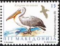 Dalmatian Pelican (Pelecanus crispus)