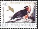 Bearded Vulture (Gypaetus barbatus)