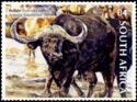 African Buffalo (Syncerus caffer)