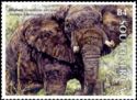 African Elephant (Loxodonta africana)
