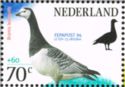 Barnacle Goose (Branta leucopsis) - from Sheet