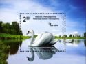 Mute Swan (Cygnus olor)