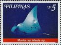 Manta Ray (Manta sp.)