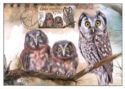 Boreal Owl (Aegolius funereus)