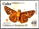 Holguin Skipper (Holguinia holguin)