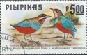 Whiskered Pitta (Pitta kochi), Red-bellied Pitta (Pitta eryt