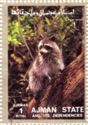 Raccoon (Procyon lotor)