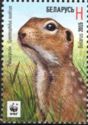 Speckled Ground Squirrel (Spermophilus suslicus)
