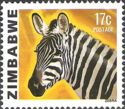 Plains Zebra (Equus quagga)