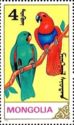Eclectus Parrot (Eclectus roratus)