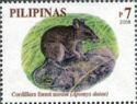 Cordillera Forest Mouse (Apomys datae)