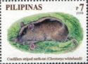 Cordillera Striped Earth-Rat (Chrotomys whiteheadi)