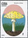 Amanita citrina