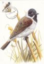 Common Reed Bunting (Emberiza schoeniclus)