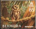 Northern Saw-whet Owl (Aegolius acadicus) - Forest