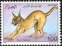 Caracal (Caracal caracal)