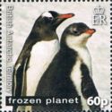 Gentoo Penguin (Pygoscelis papua)