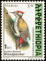 Golden-backed Woodpecker (Dendropicos abyssinicus)