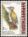 Golden-backed Woodpecker (Dendropicos abyssinicus)