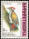Golden-backed Woodpecker (Dendropicos abyssinicus)