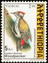 Golden-backed Woodpecker (Dendropicos abyssinicus)