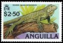 Iguana (Iguana delicatissima)