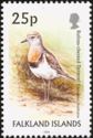 Rufous-chested Dotterel (Charadrius modestus)