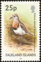 Rufous-chested Dotterel (Charadrius modestus)