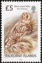 Short-eared Owl (Asio flammeus)