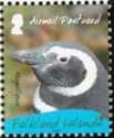 Magellanic Penguin (Spheniscus magellanicus)