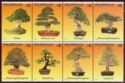 Philippine Bonsai