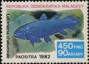 West Indian Ocean Coelacanth (Latimeria chalumnae)