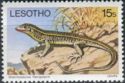 Yellow-throated Plated Lizard (Gerrhosaurus flavigularis)