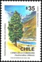Ciprés de la cordillera (Austrocedrus chilensis)
