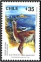 Guanaco (Lama guanicoe)