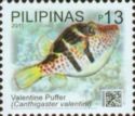 Valentine's Puffer (Canthigaster valentini)