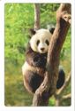 Giant Panda