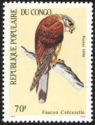Common Kestrel (Falco tinnunculus)