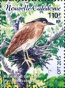 Nankeen Night-Heron (Nycticorax caledonicus)