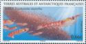 Krill (Euphausia superba)