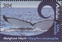 Humpback Whale (Megaptera novaeangliae)