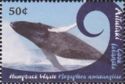 Humpback Whale (Megaptera novaeangliae)