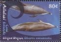 Striped Dolphin (Stenella coeruleoalba)