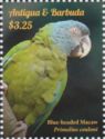 Blue-headed Macaw (Primolius couloni)