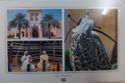 Falcon center in UAE