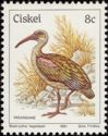 Hadada Ibis (Bostrychia hagedash)