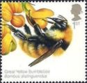 Great Yellow Bumblebee (Bombus distinguendus)