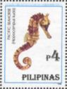 Pacific Seahorse (Hippocampus kuda)