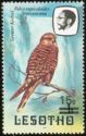 Greater Kestrel (Falco rupicoloides) - surcharged