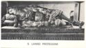"Lanno Martyr", Vasanello, Lazio - Saints (M)